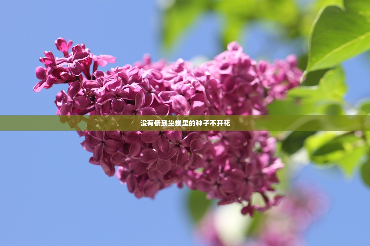 没有低到尘埃里的种子不开花