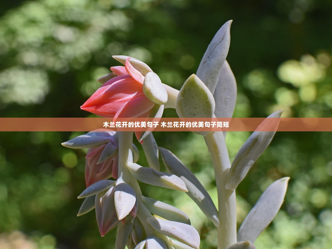 木兰花开的优美句子 木兰花开的优美句子简短