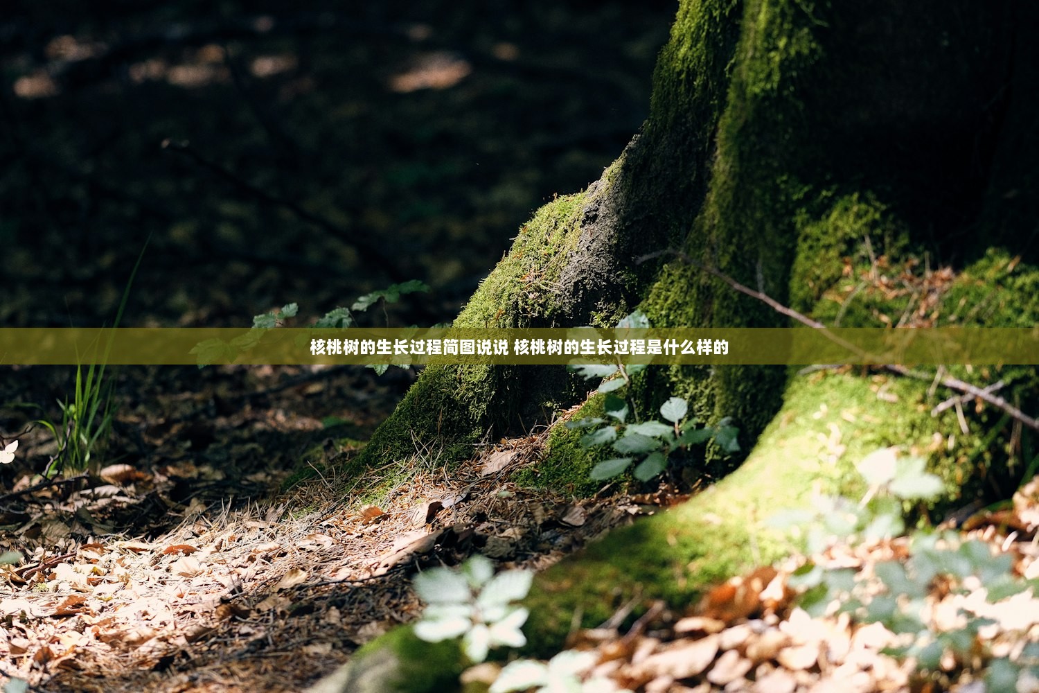 核桃树的生长过程简图说说 核桃树的生长过程是什么样的