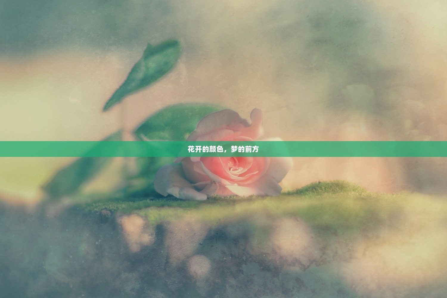 花开的颜色，梦的前方