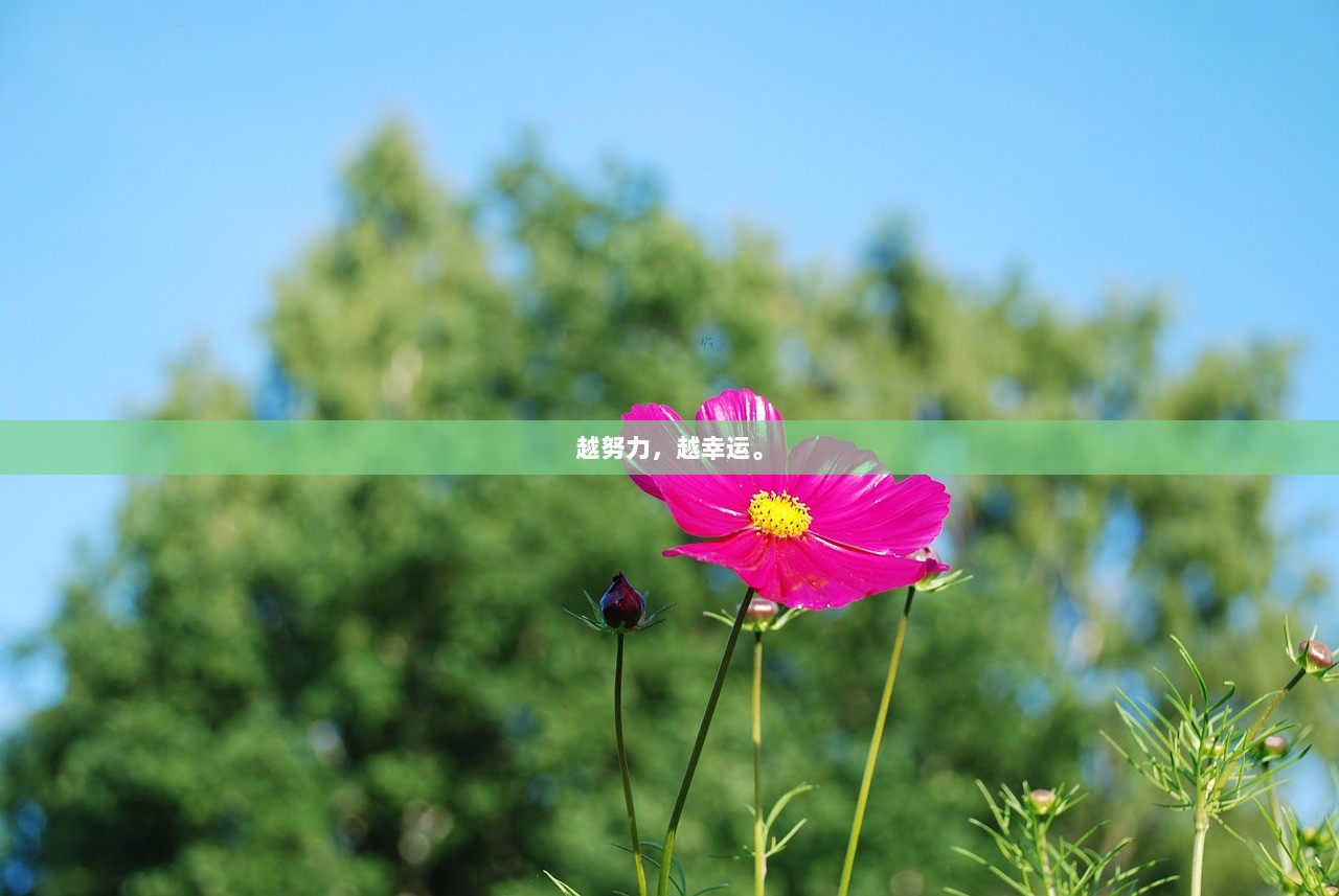 越努力，越幸运。