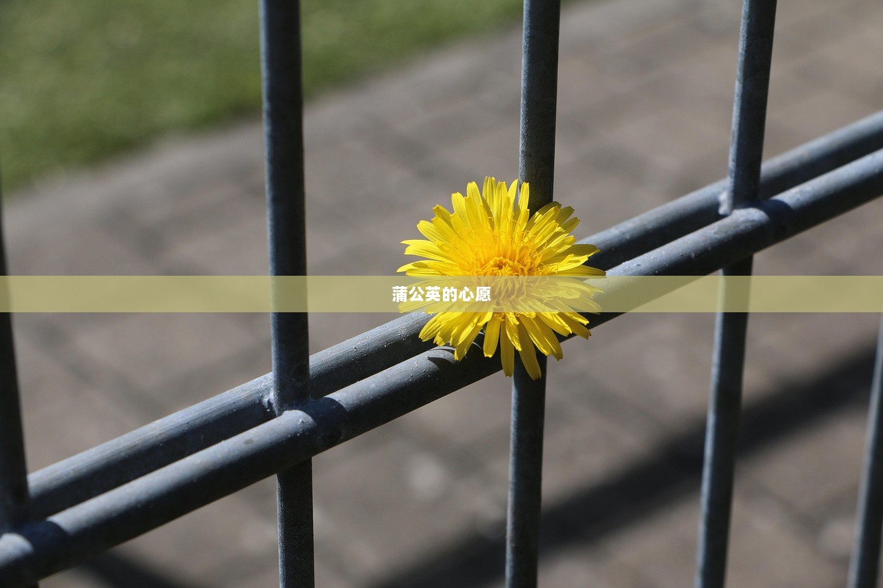 蒲公英的心愿