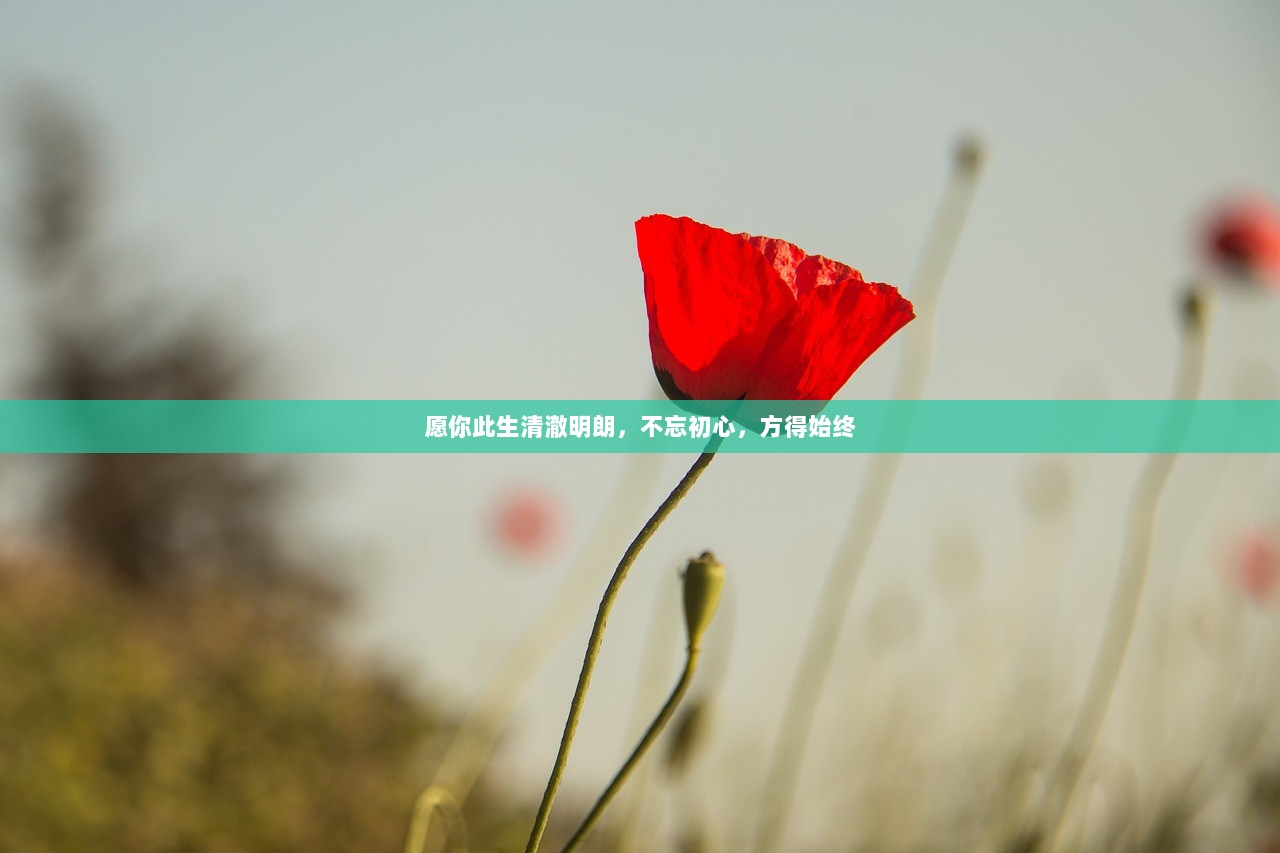 愿你此生清澈明朗，不忘初心，方得始终