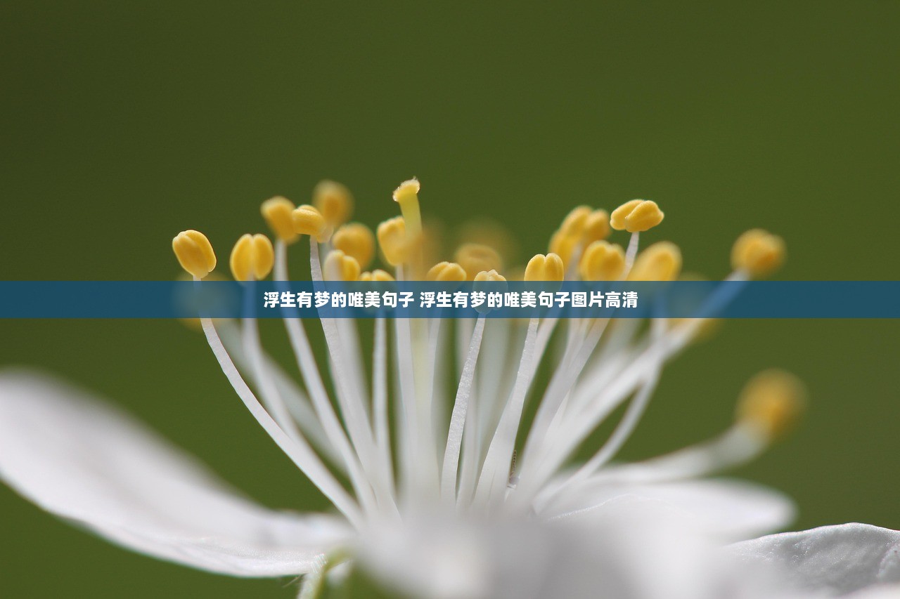 浮生有梦的唯美句子 浮生有梦的唯美句子图片高清  第1张