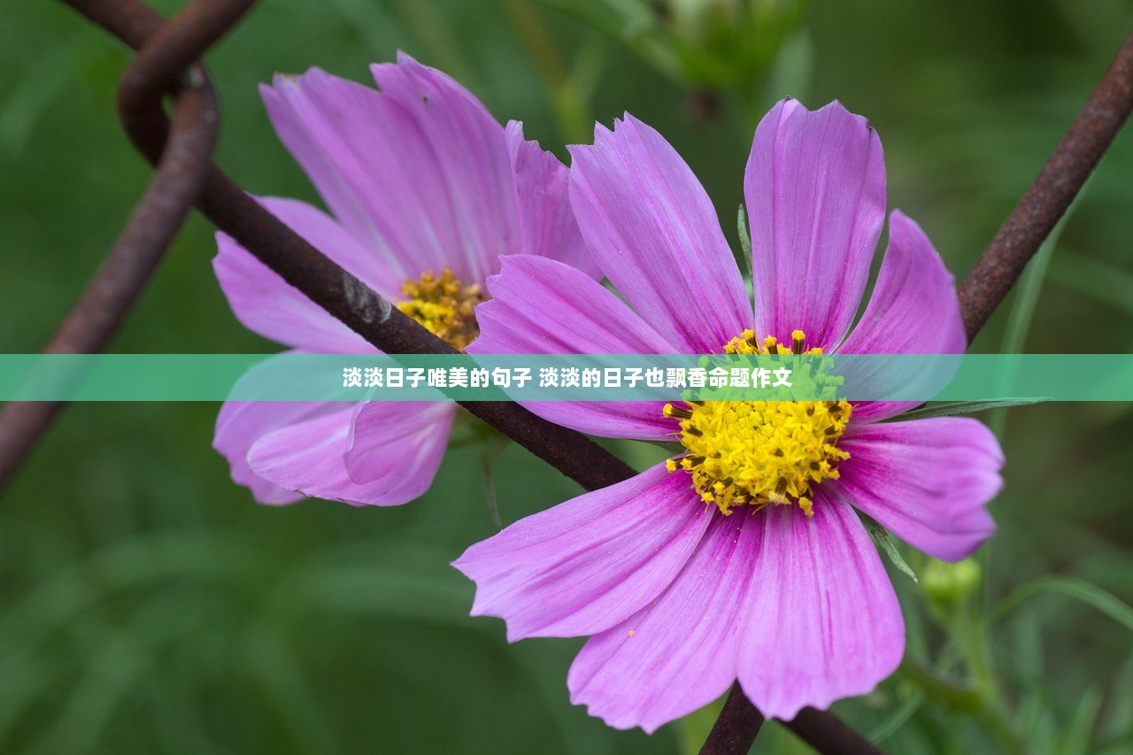 淡淡日子唯美的句子 淡淡的日子也飘香命题作文