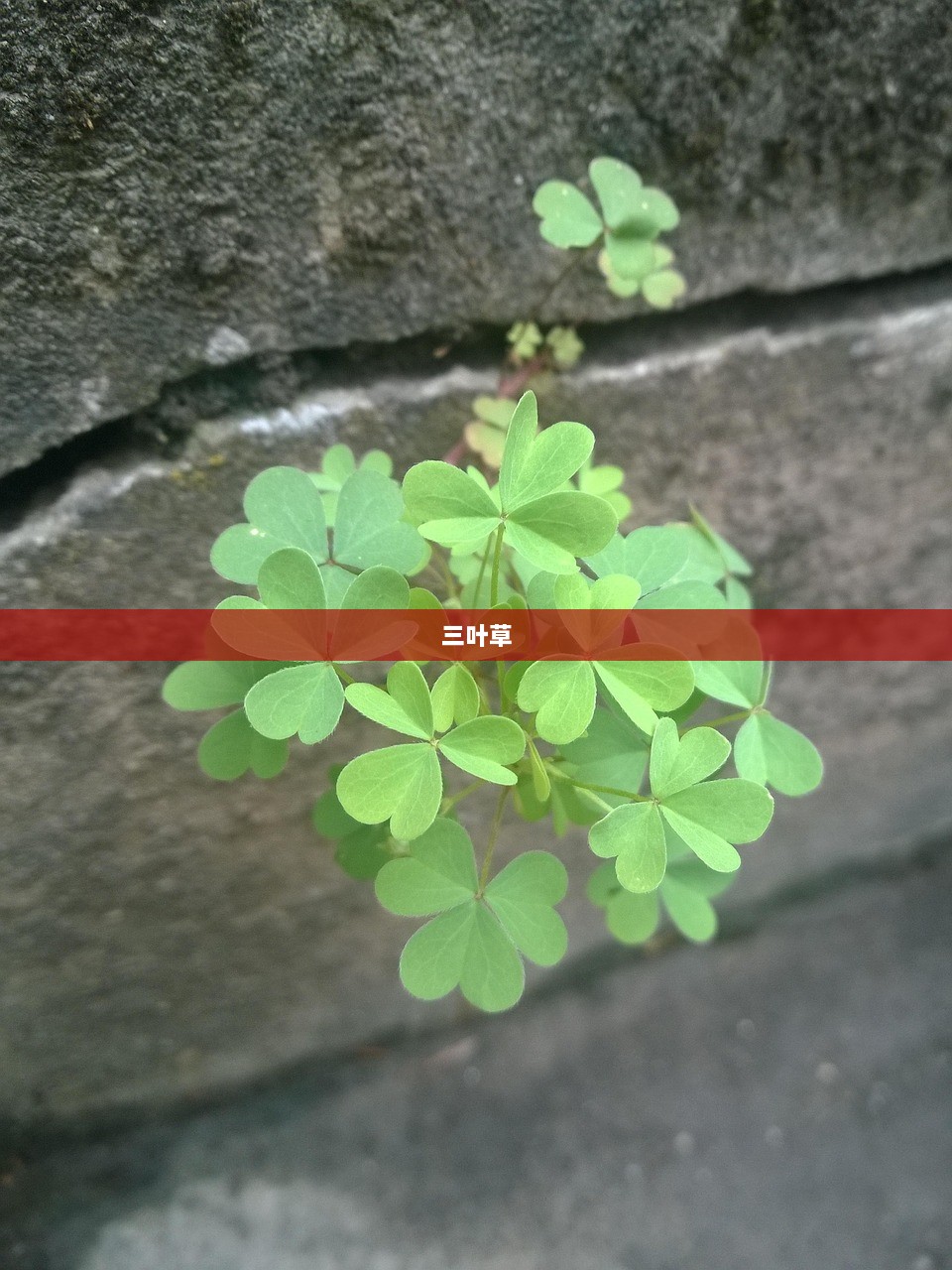 三叶草