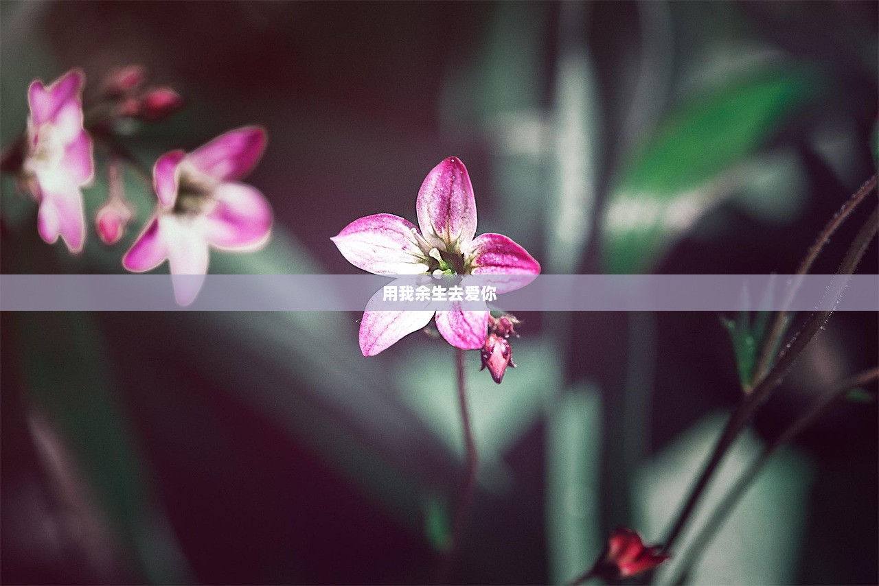 用我余生去爱你