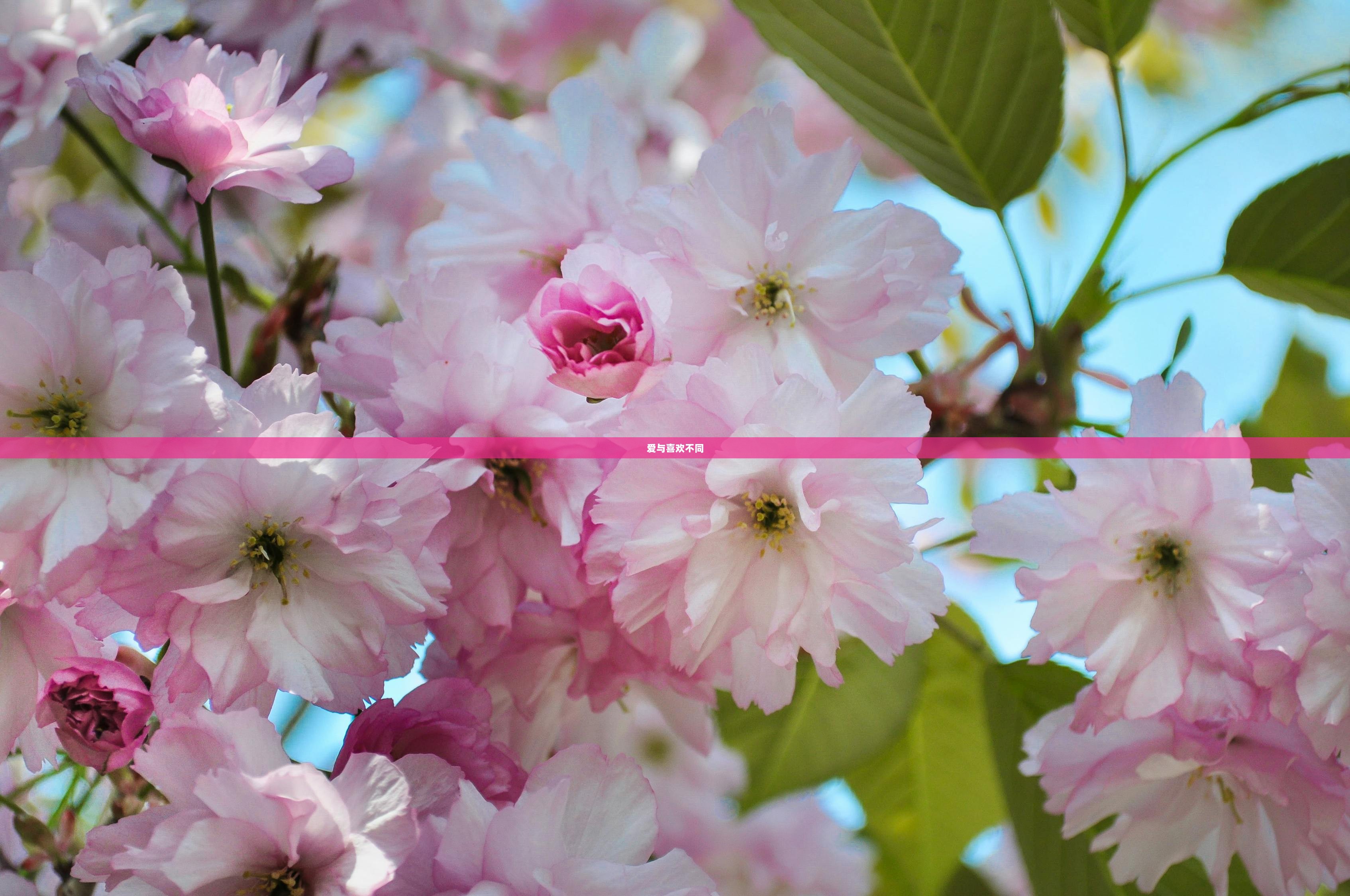 爱与喜欢不同  第1张