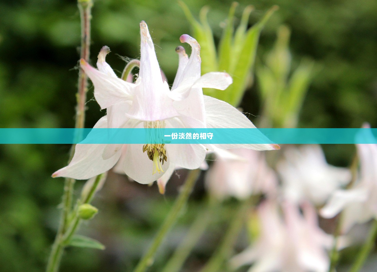 一份淡然的相守