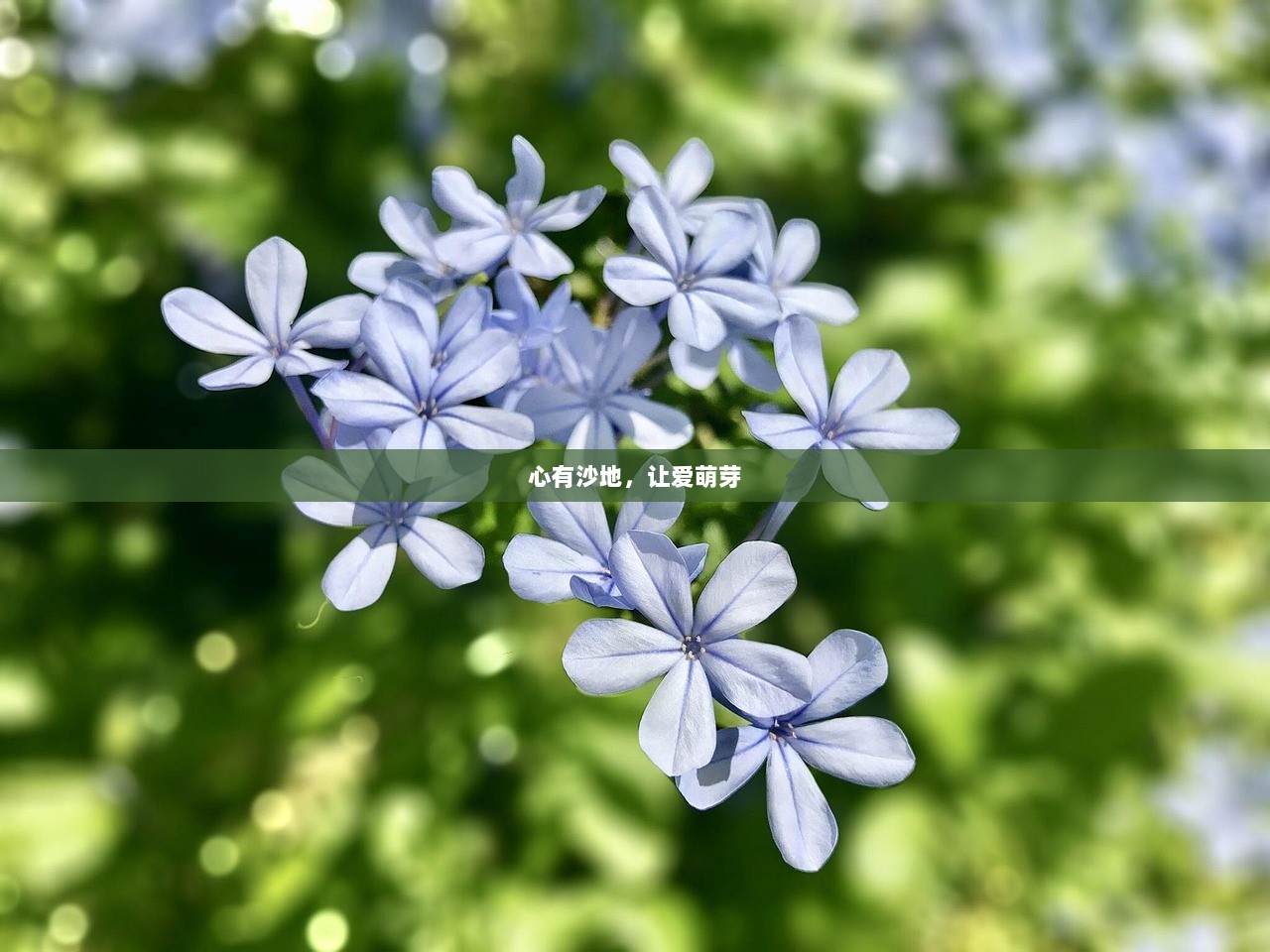 心有沙地，让爱萌芽