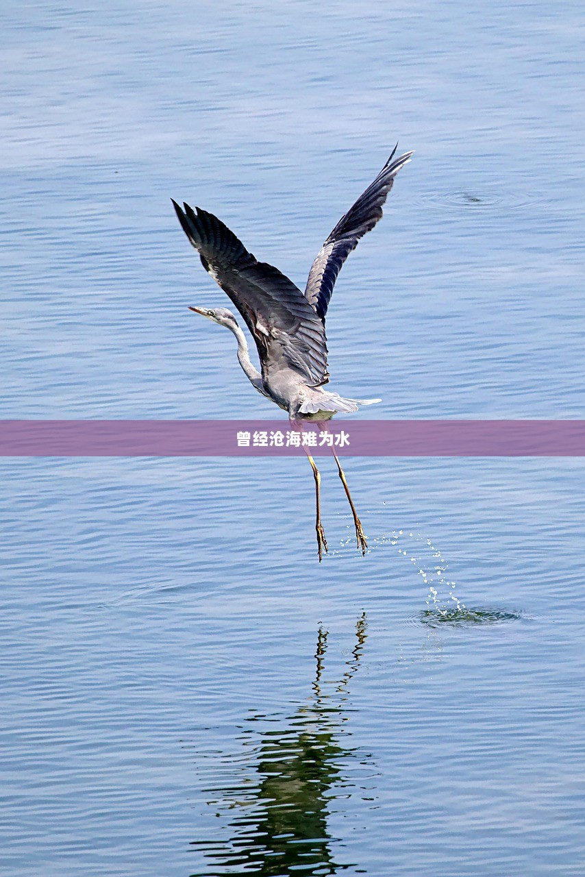 曾经沧海难为水