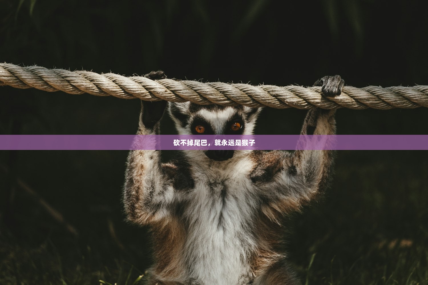 砍不掉尾巴，就永远是猴子