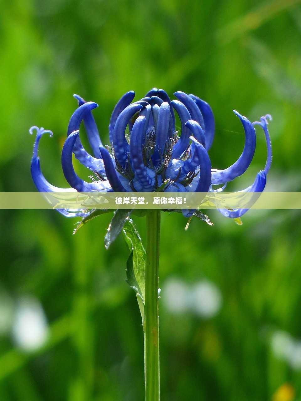 彼岸天堂，愿你幸福！