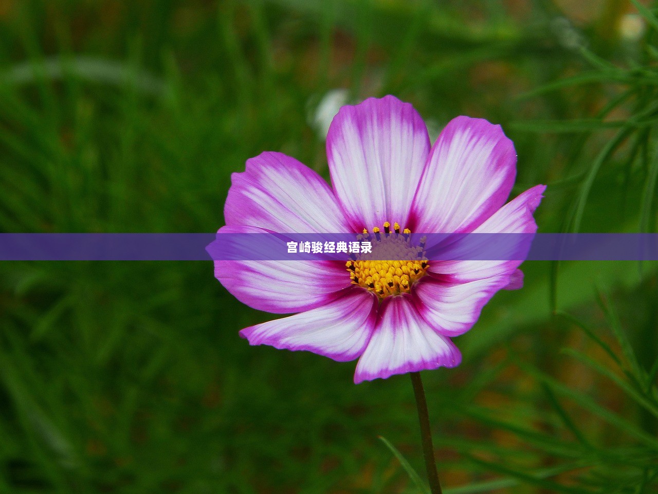 宫崎骏经典语录