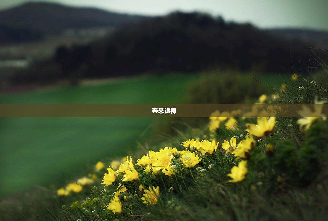 春来话柳  第1张