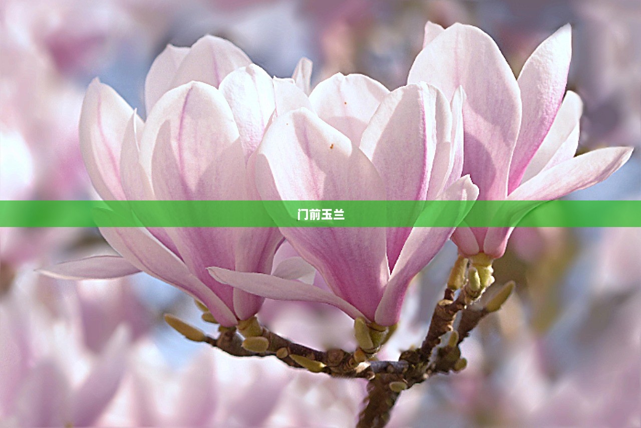 门前玉兰