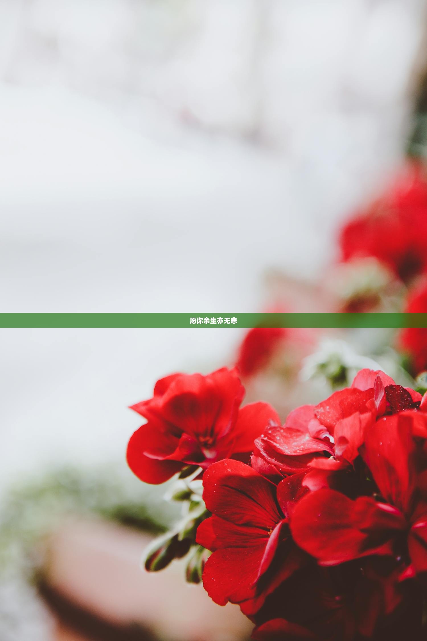 愿你余生亦无悲