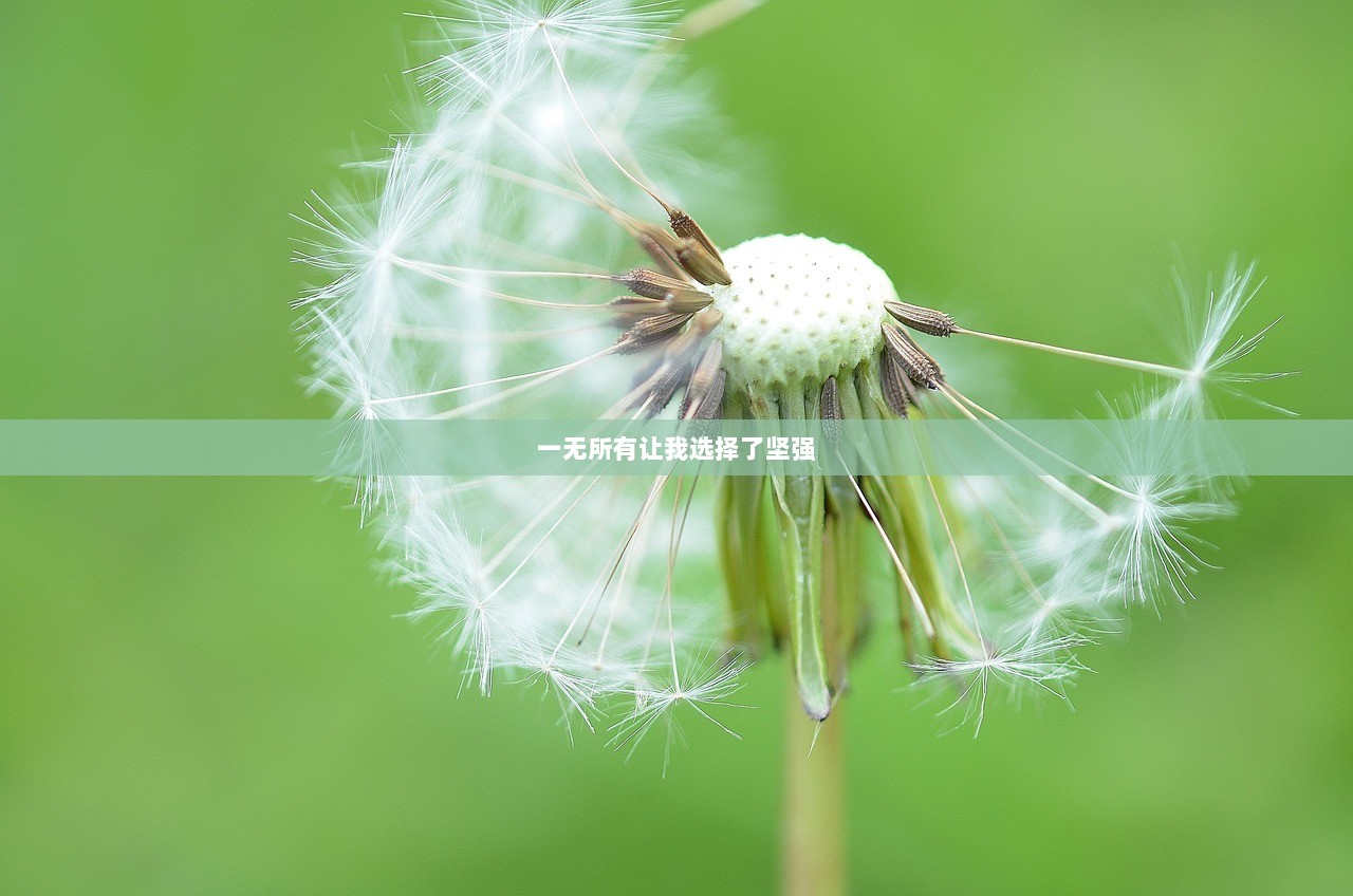 一无所有让我选择了坚强  第1张