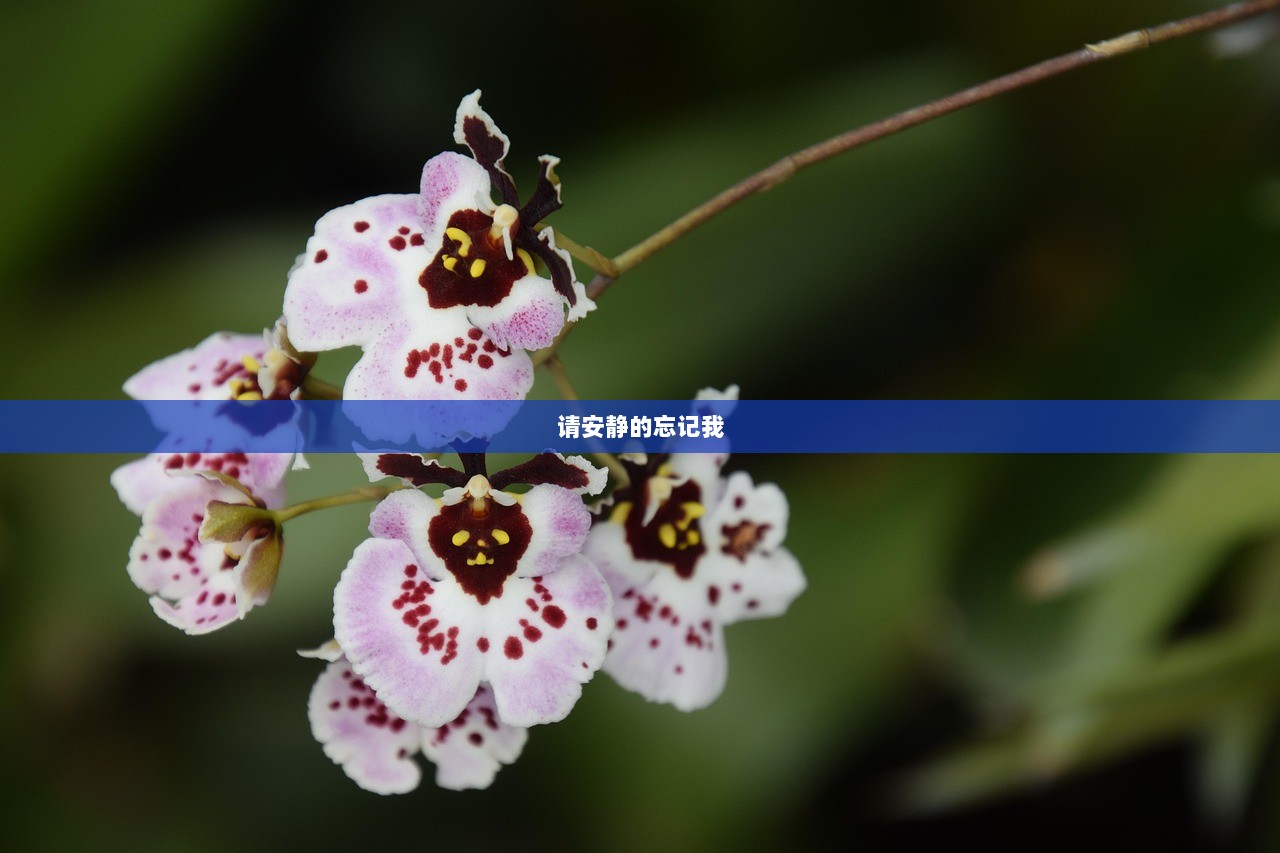 请安静的忘记我