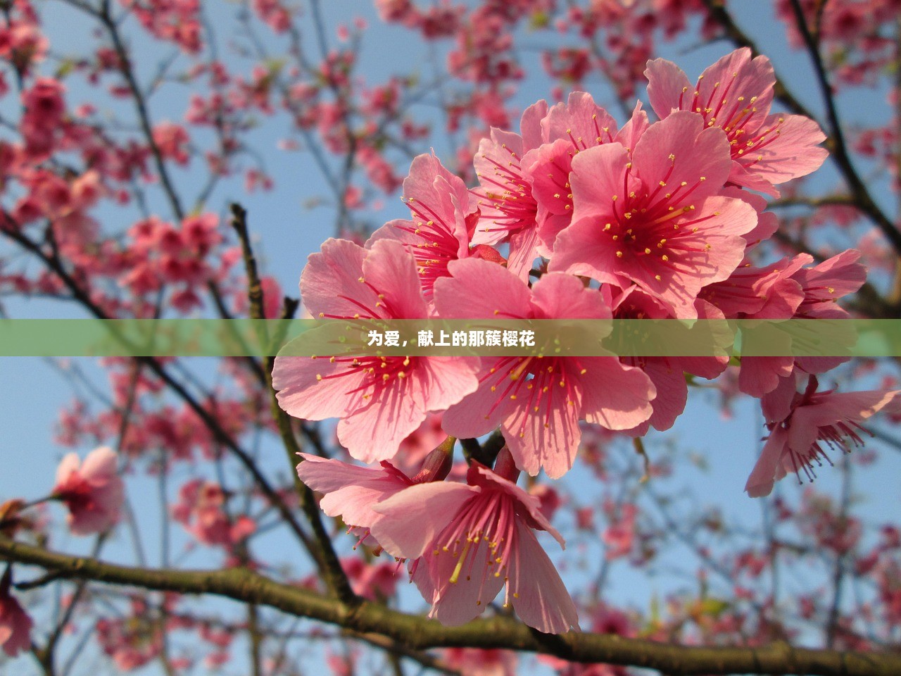 为爱，献上的那簇樱花  第1张