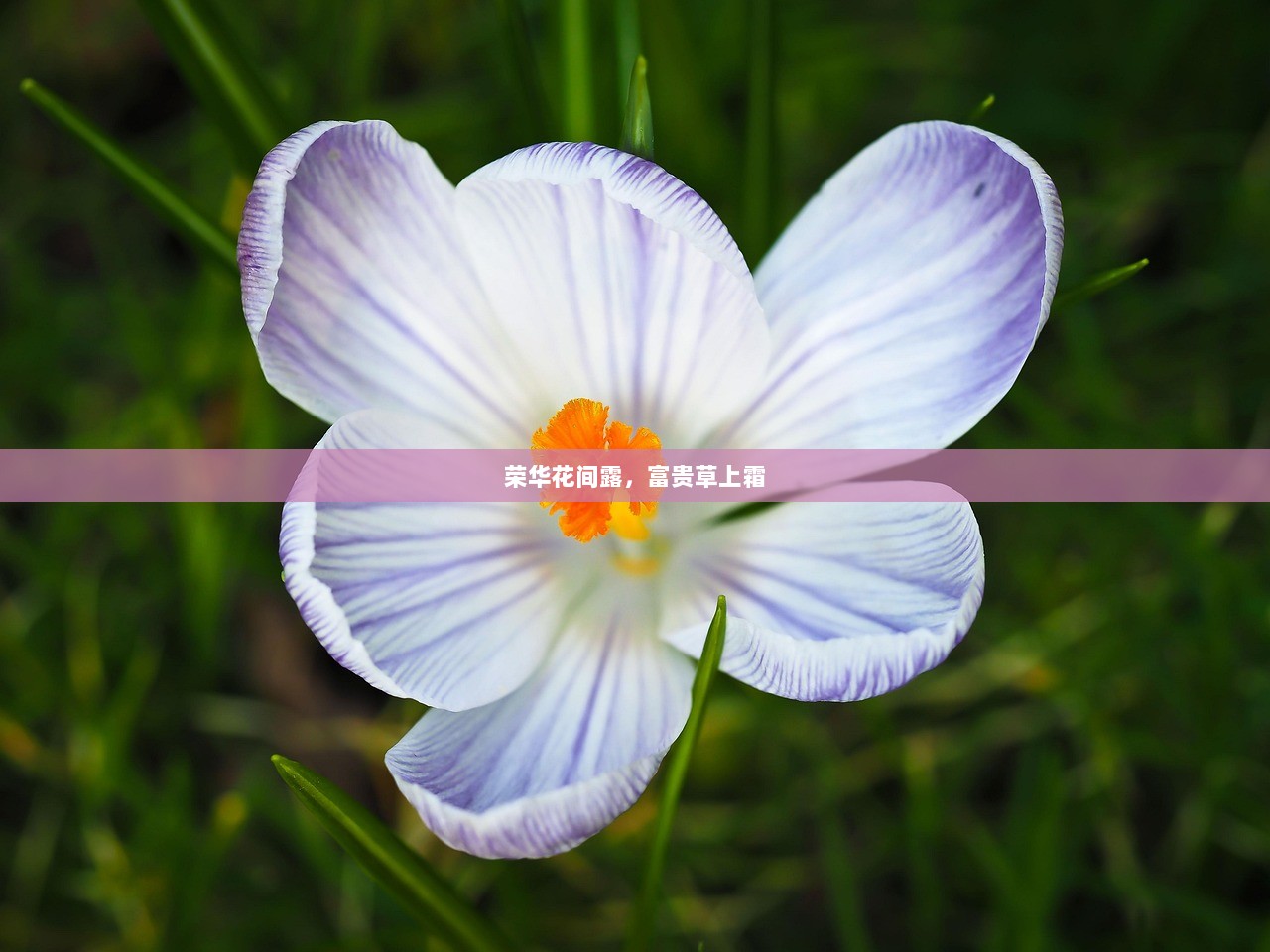 荣华花间露，富贵草上霜