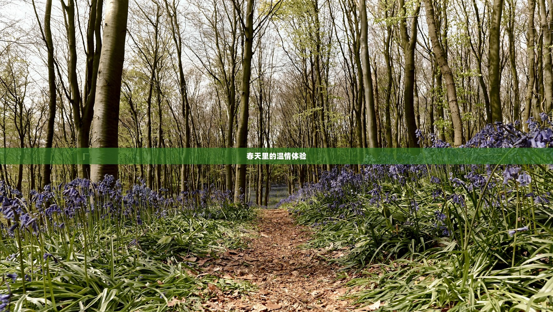 春天里的温情体验