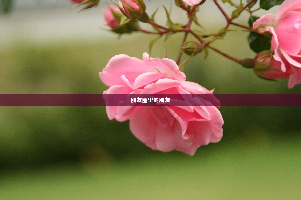 朋友圈里的朋友