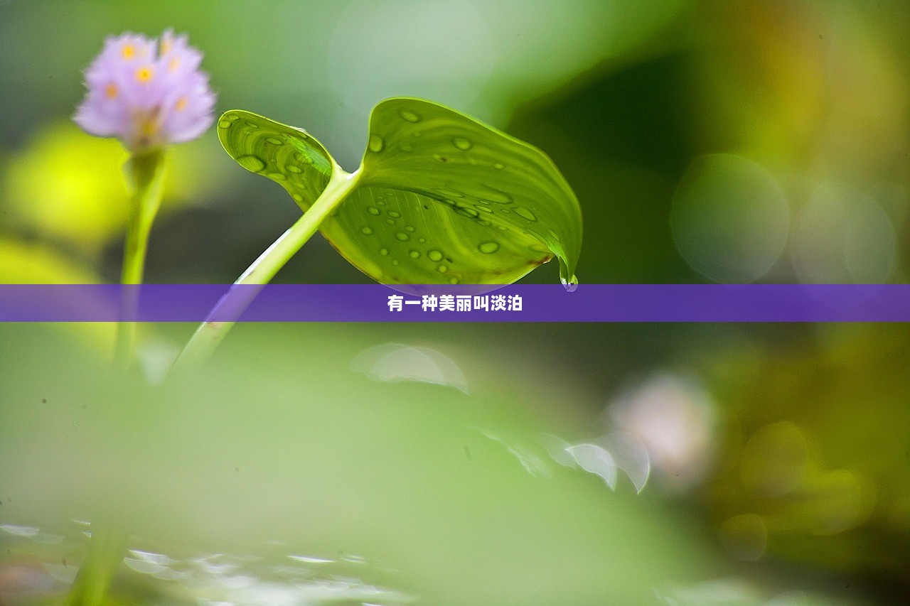 有一种美丽叫淡泊