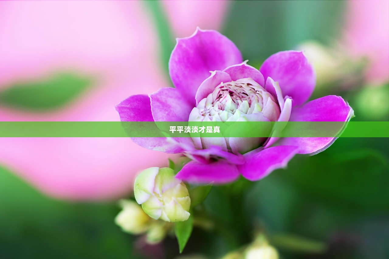 平平淡淡才是真  第1张