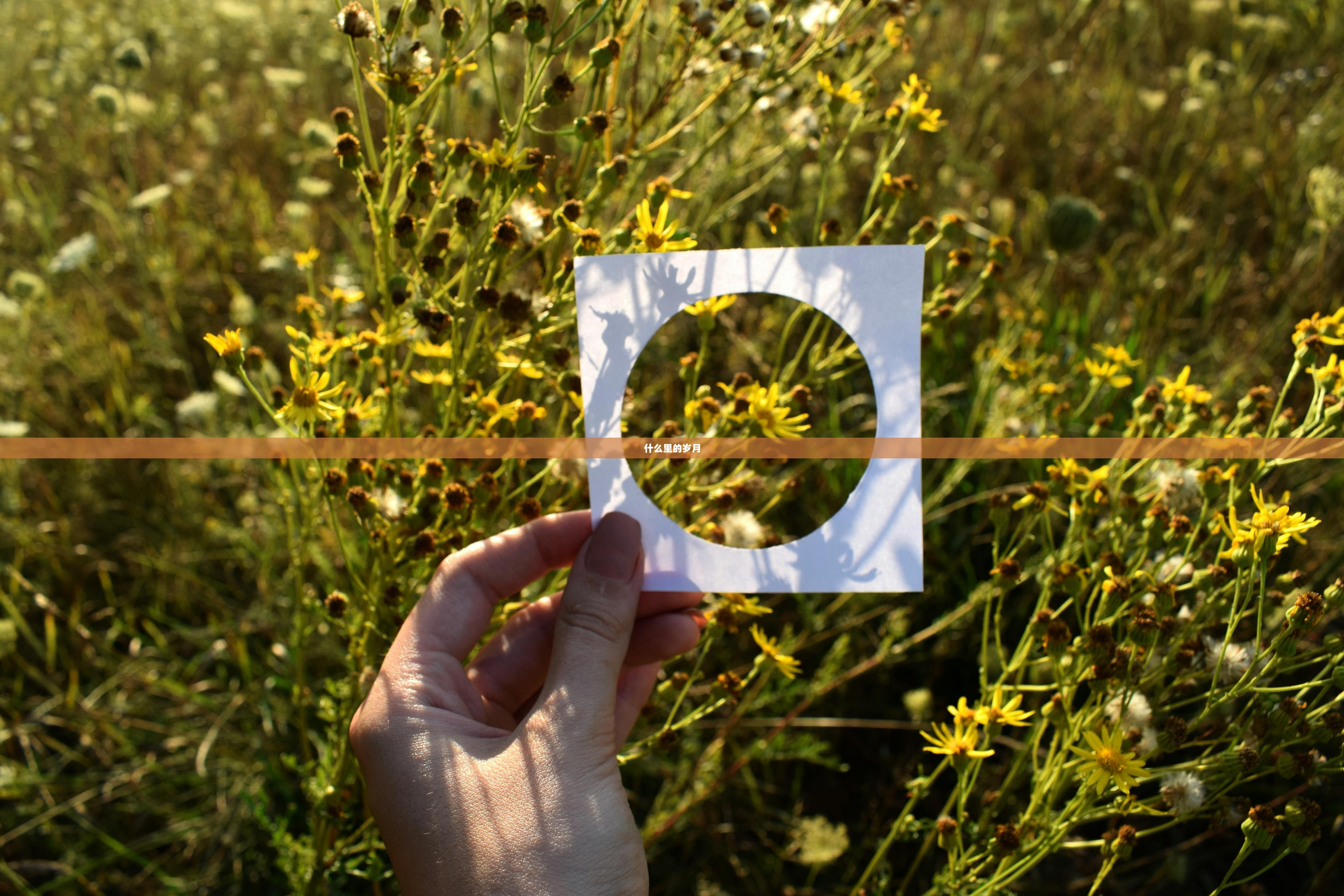 什么里的岁月  第1张