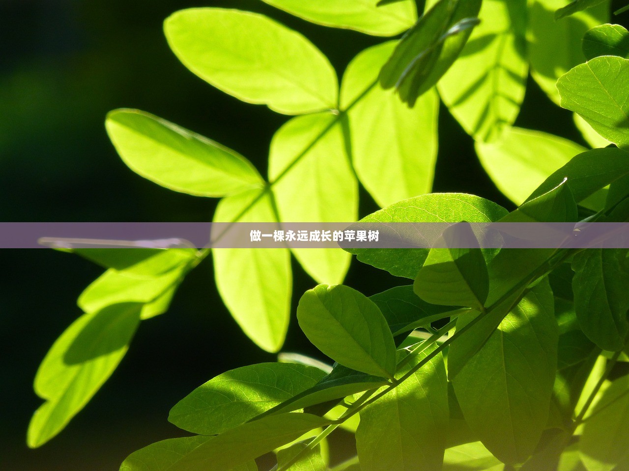 做一棵永远成长的苹果树