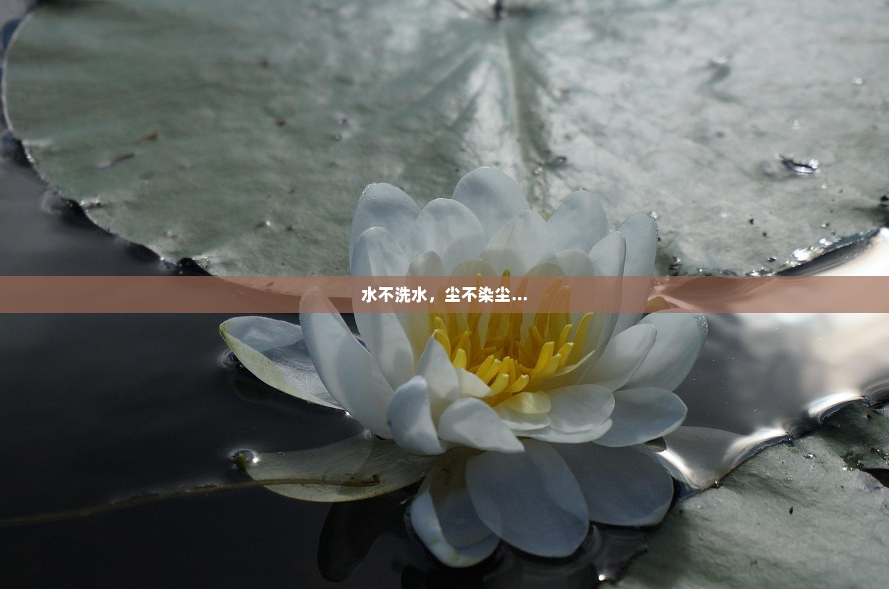 水不洗水，尘不染尘…