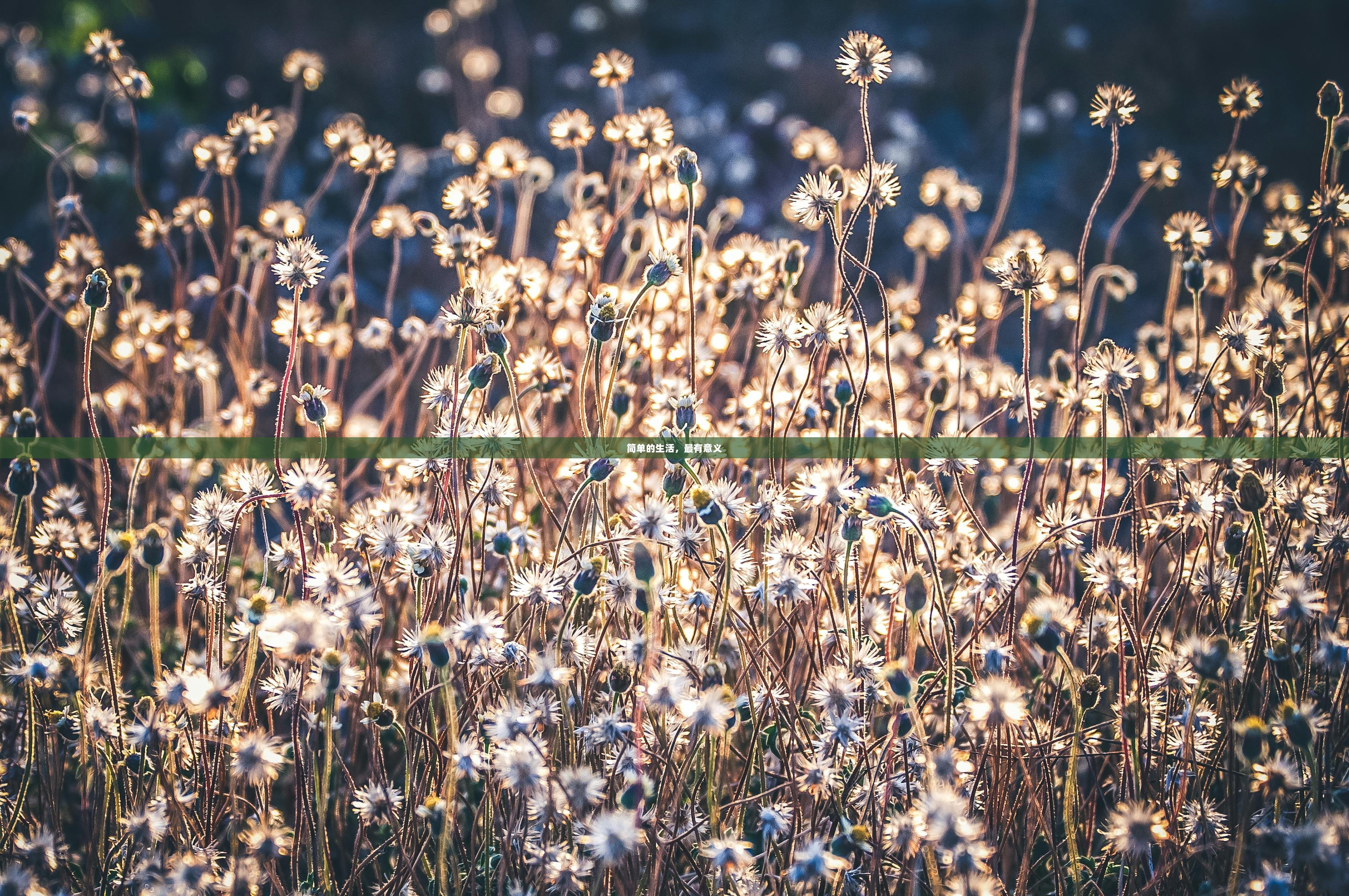 简单的生活，最有意义