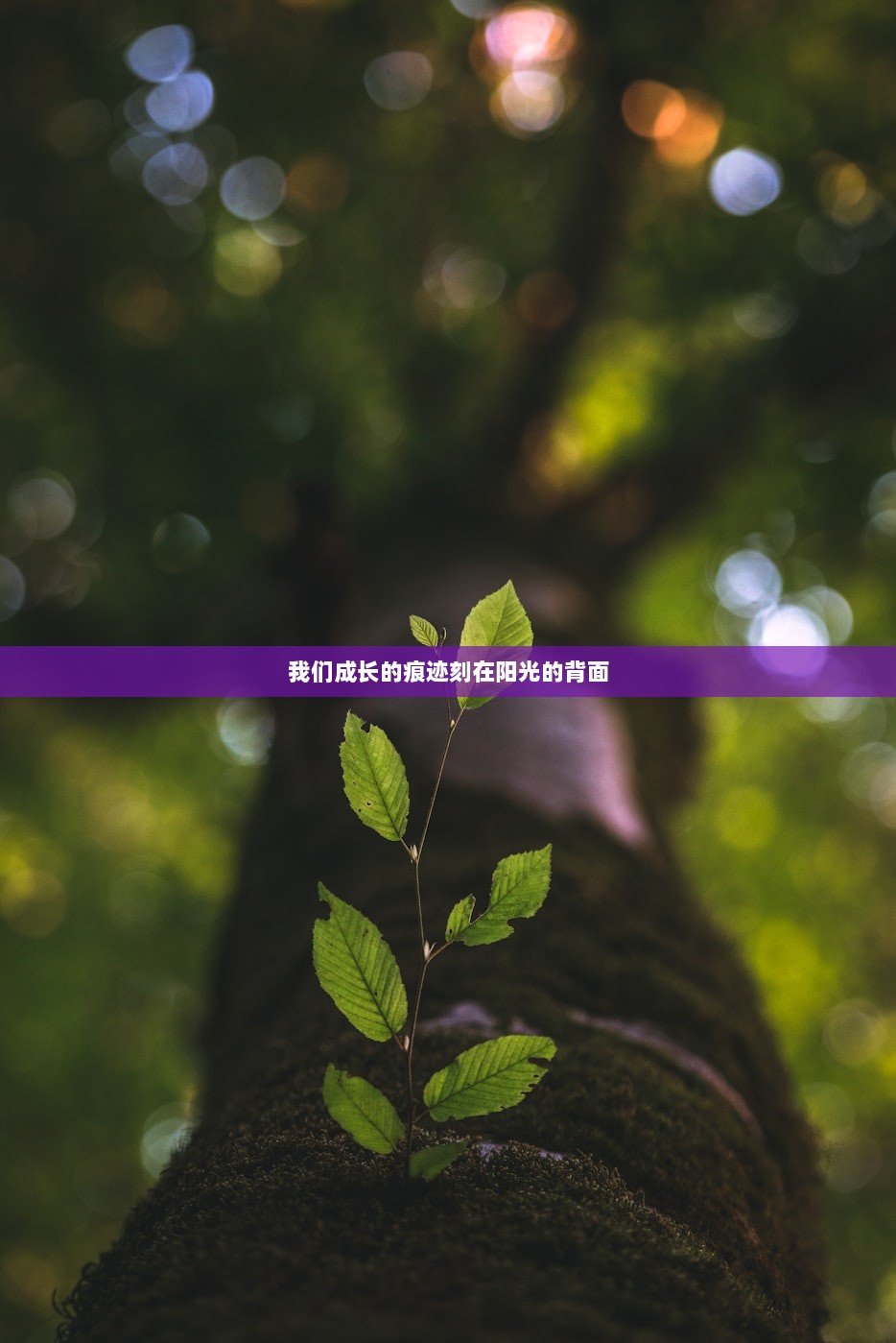 我们成长的痕迹刻在阳光的背面