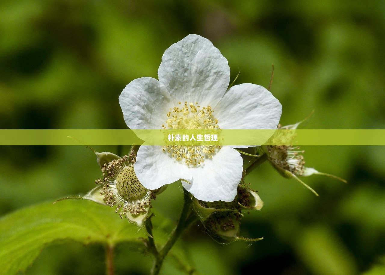 朴素的人生哲理