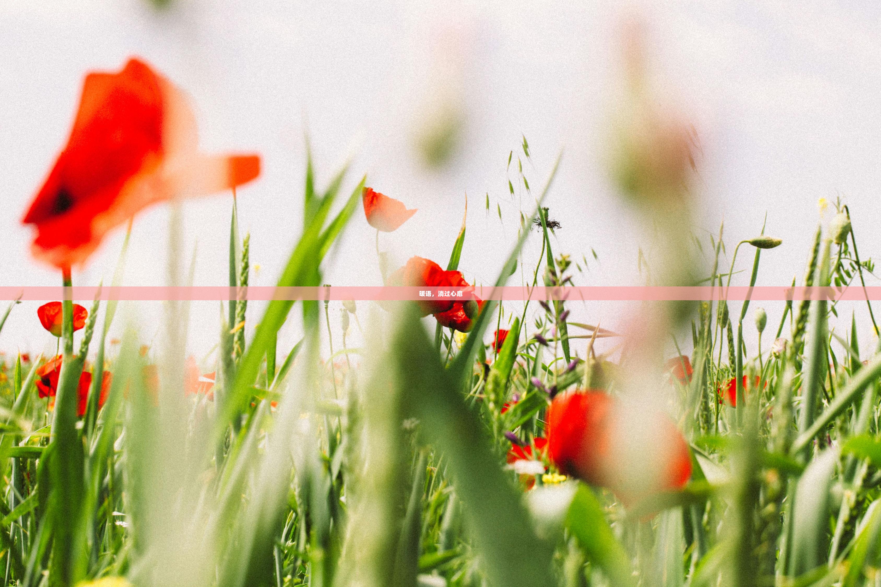 暖语，淌过心扉