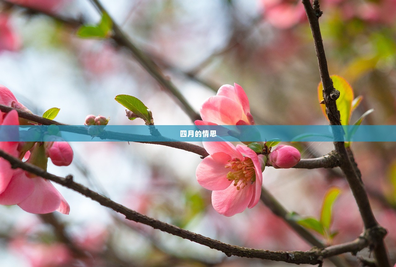 四月的情思