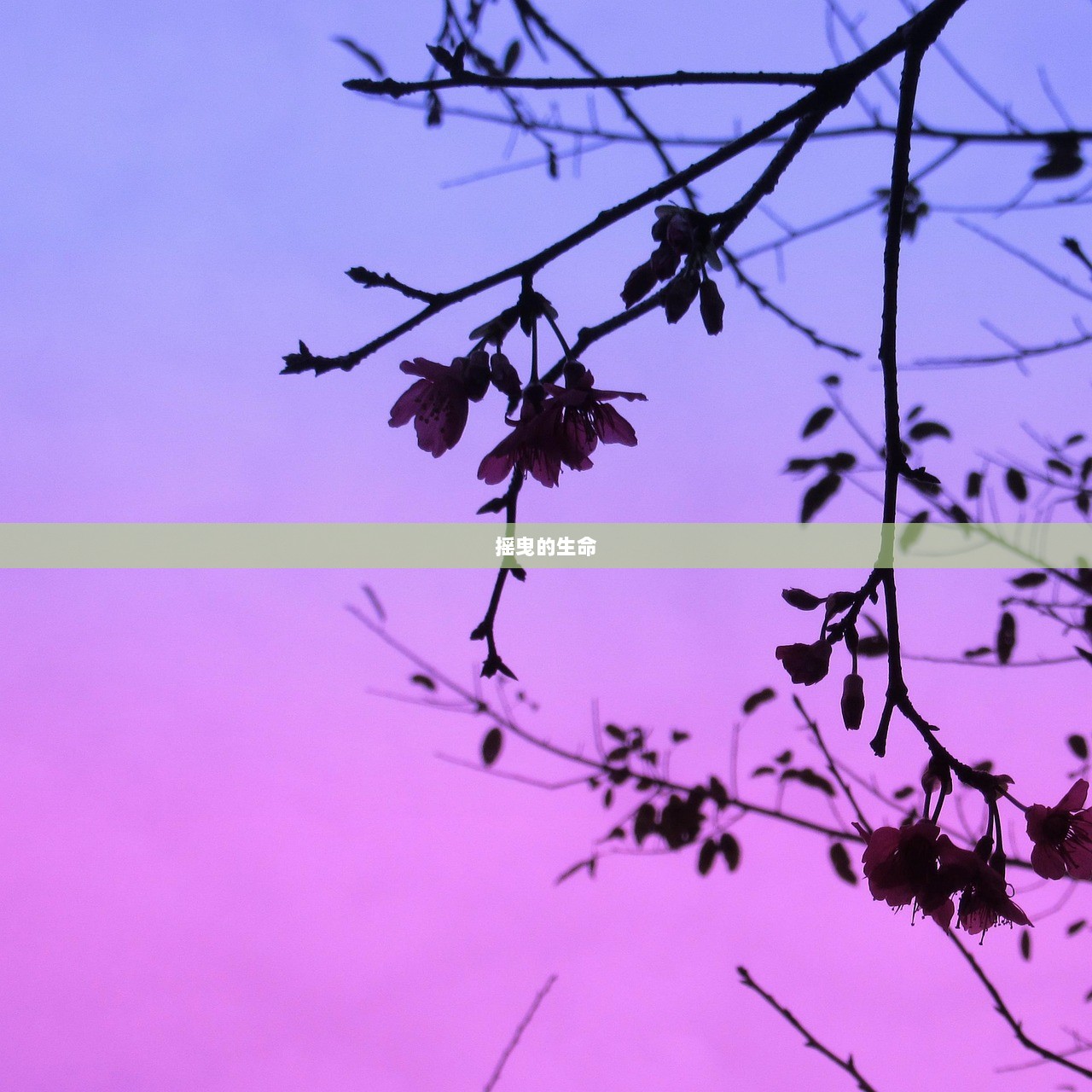 摇曳的生命
