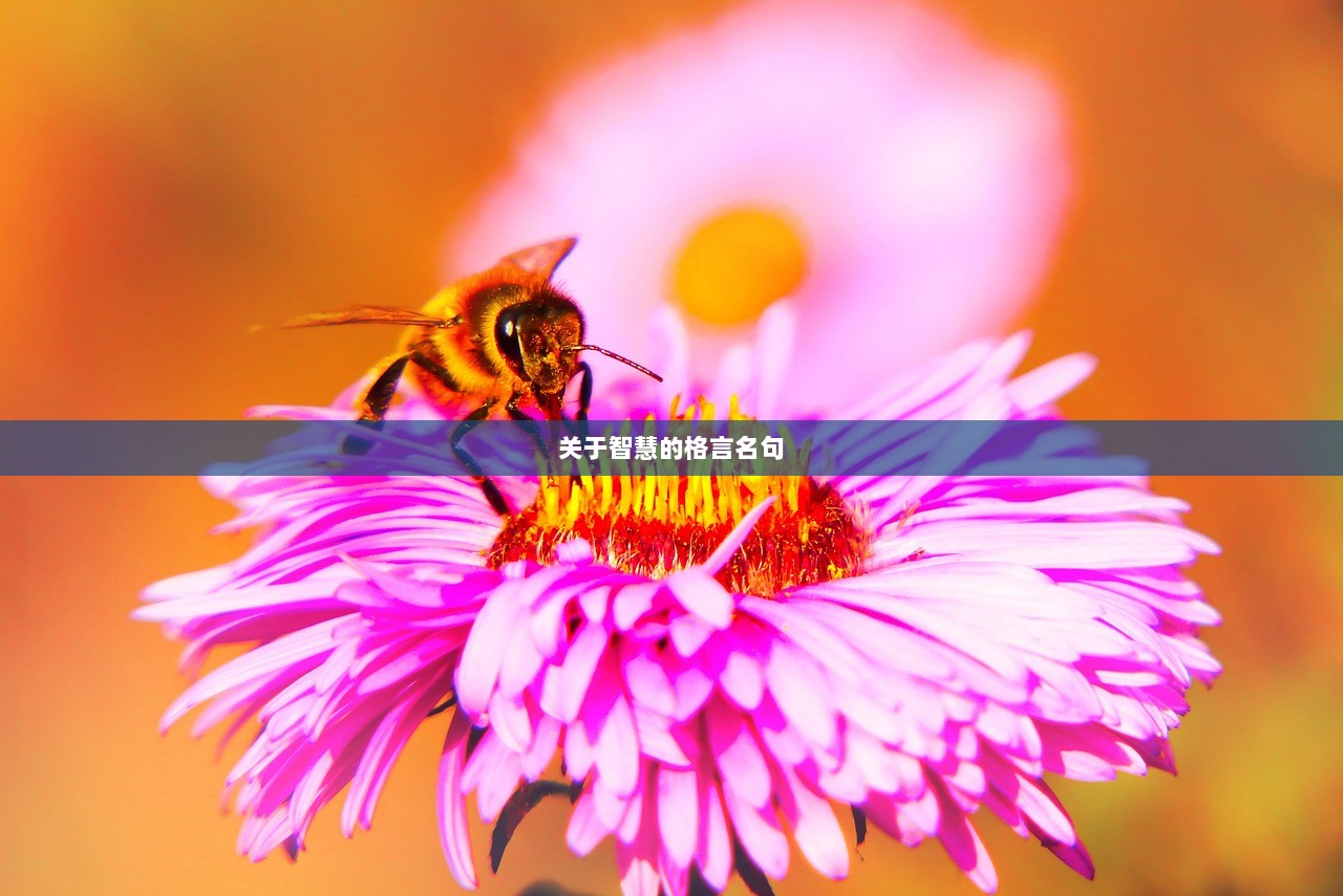 关于智慧的格言名句
