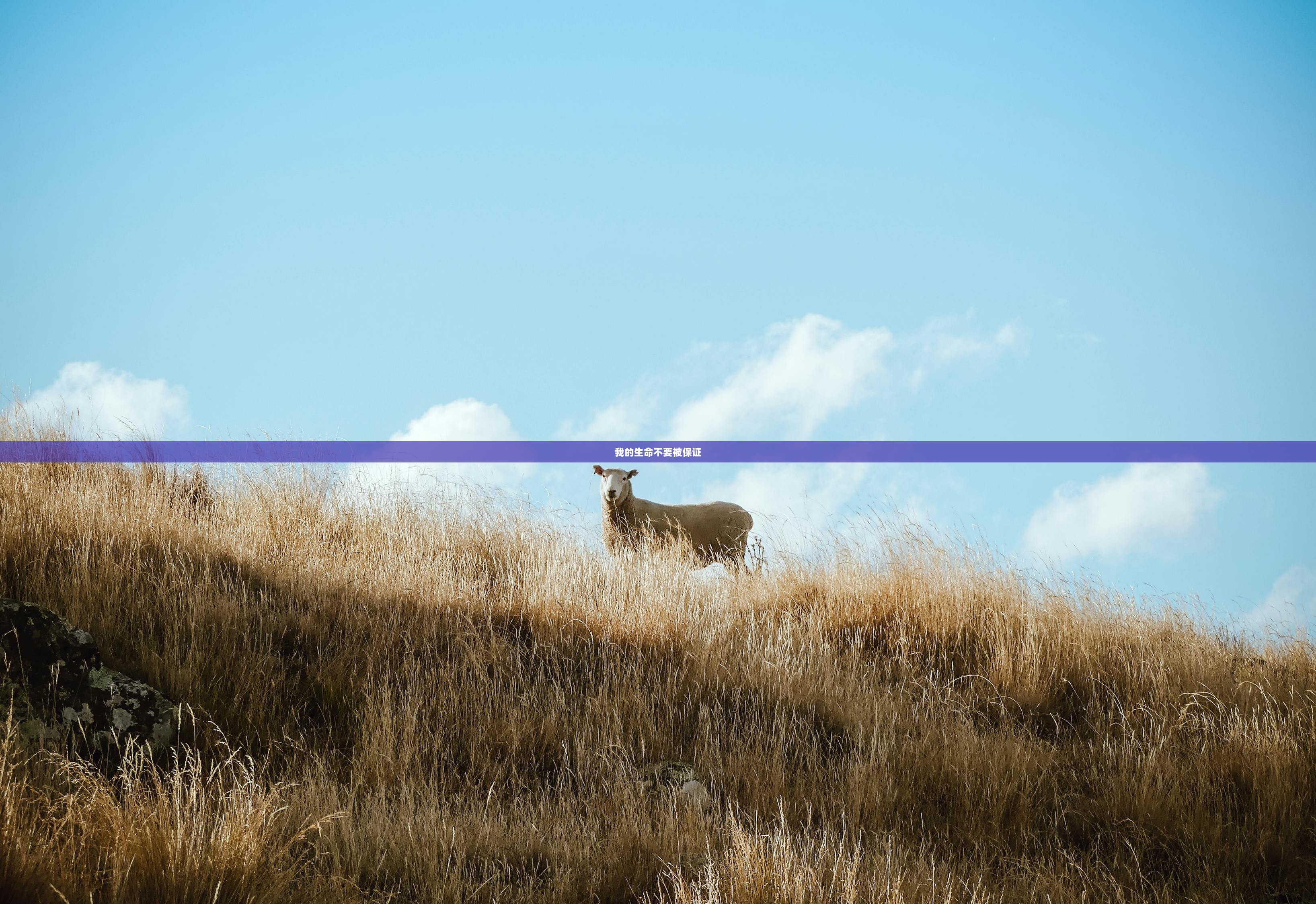 我的生命不要被保证