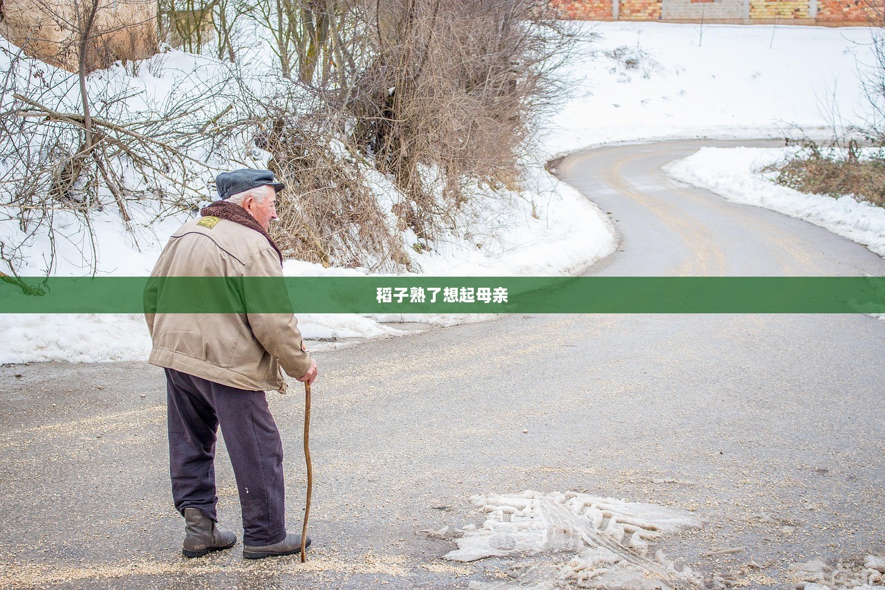 稻子熟了想起母亲