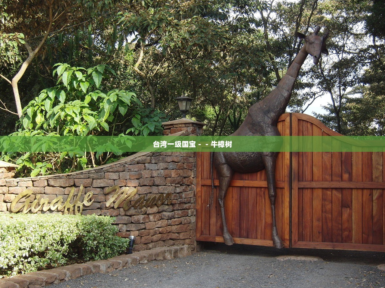 台湾一级国宝－－牛樟树