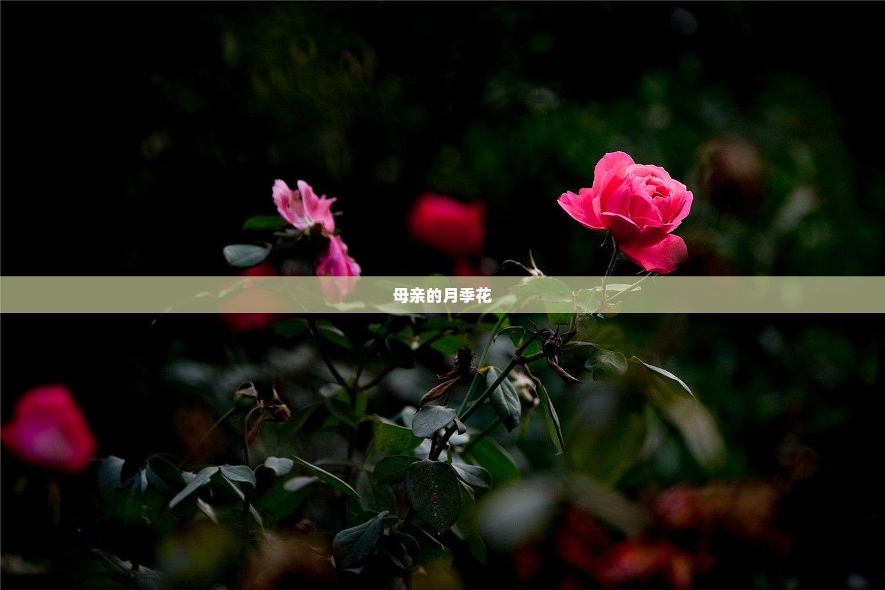 母亲的月季花