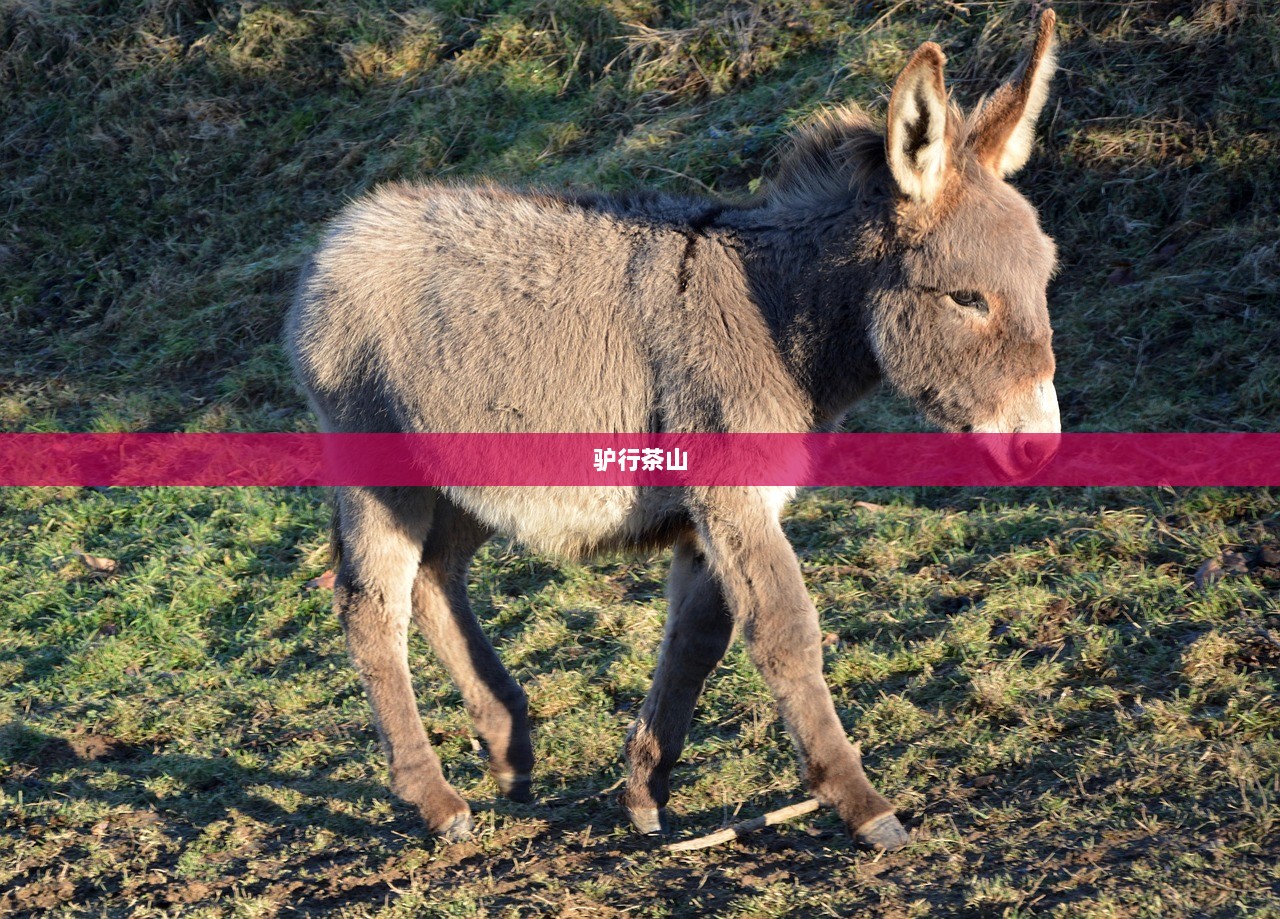 驴行茶山