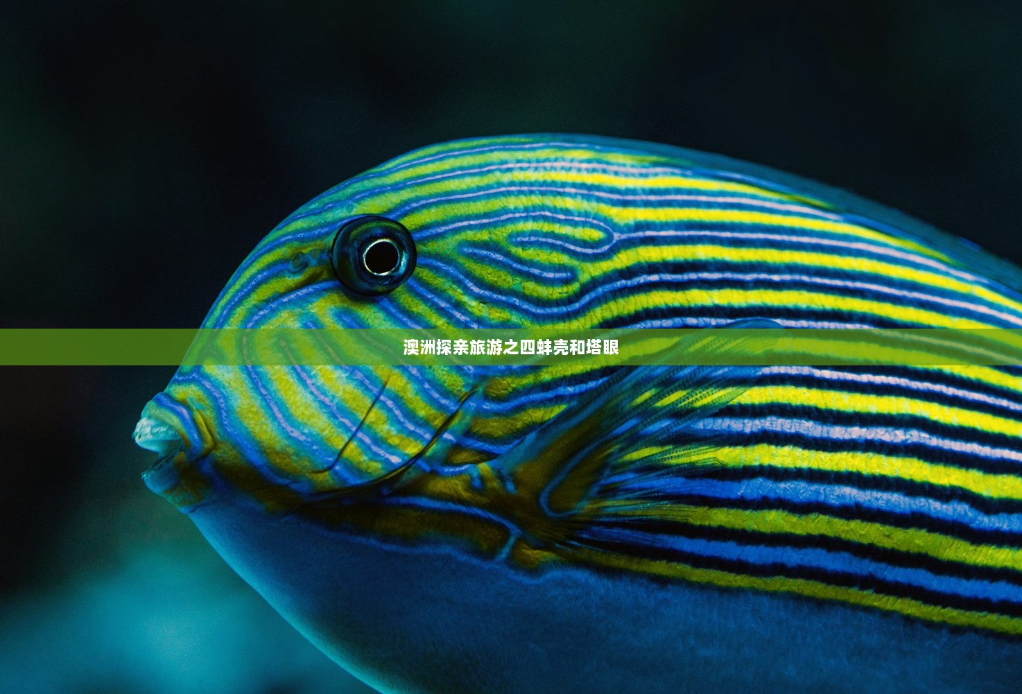 澳洲探亲旅游之四蚌壳和塔眼  第1张