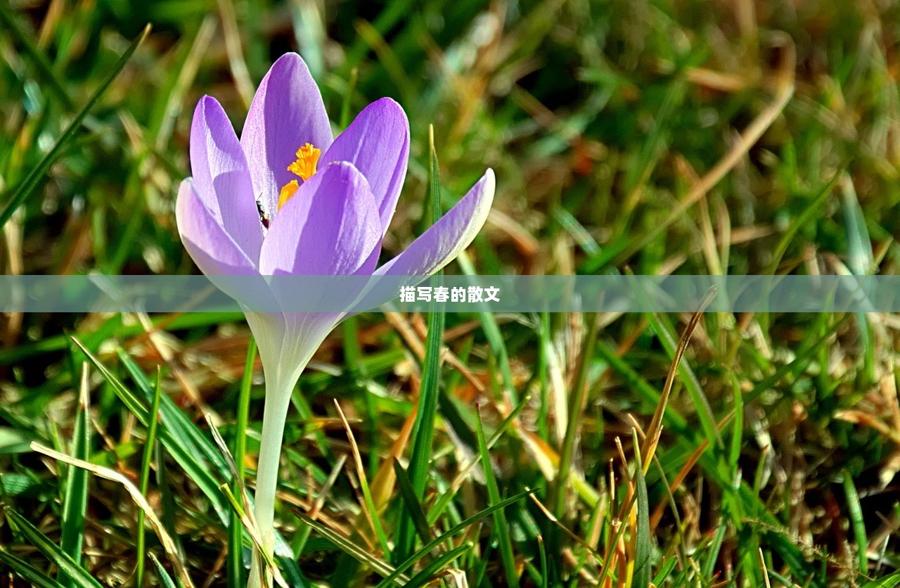 描写春的散文
