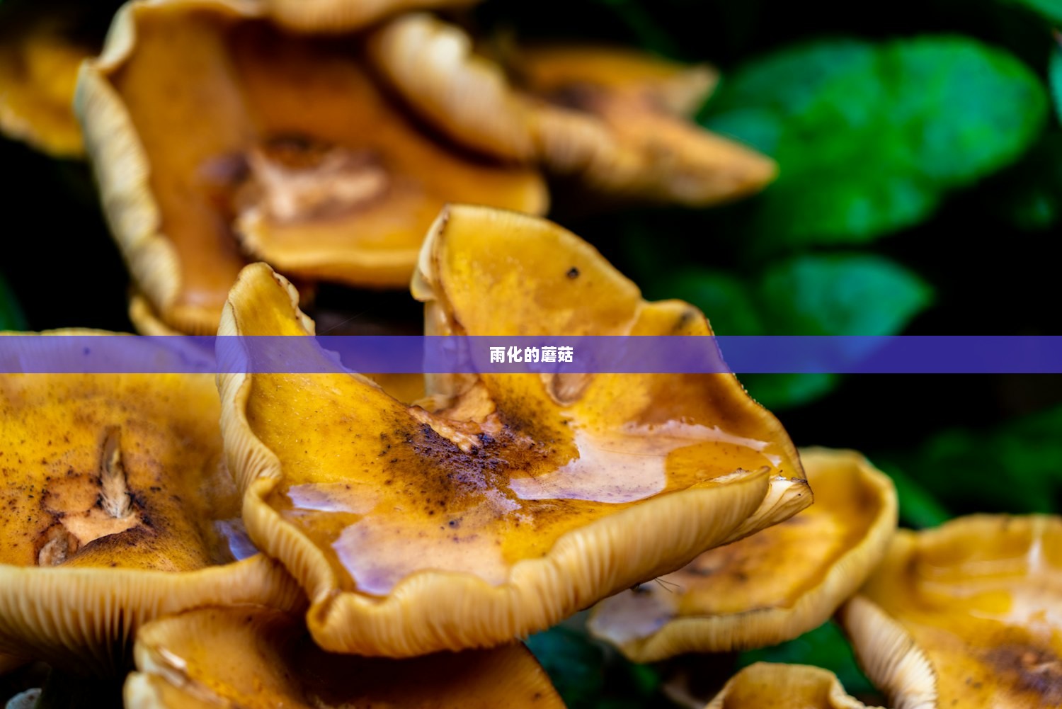雨化的蘑菇