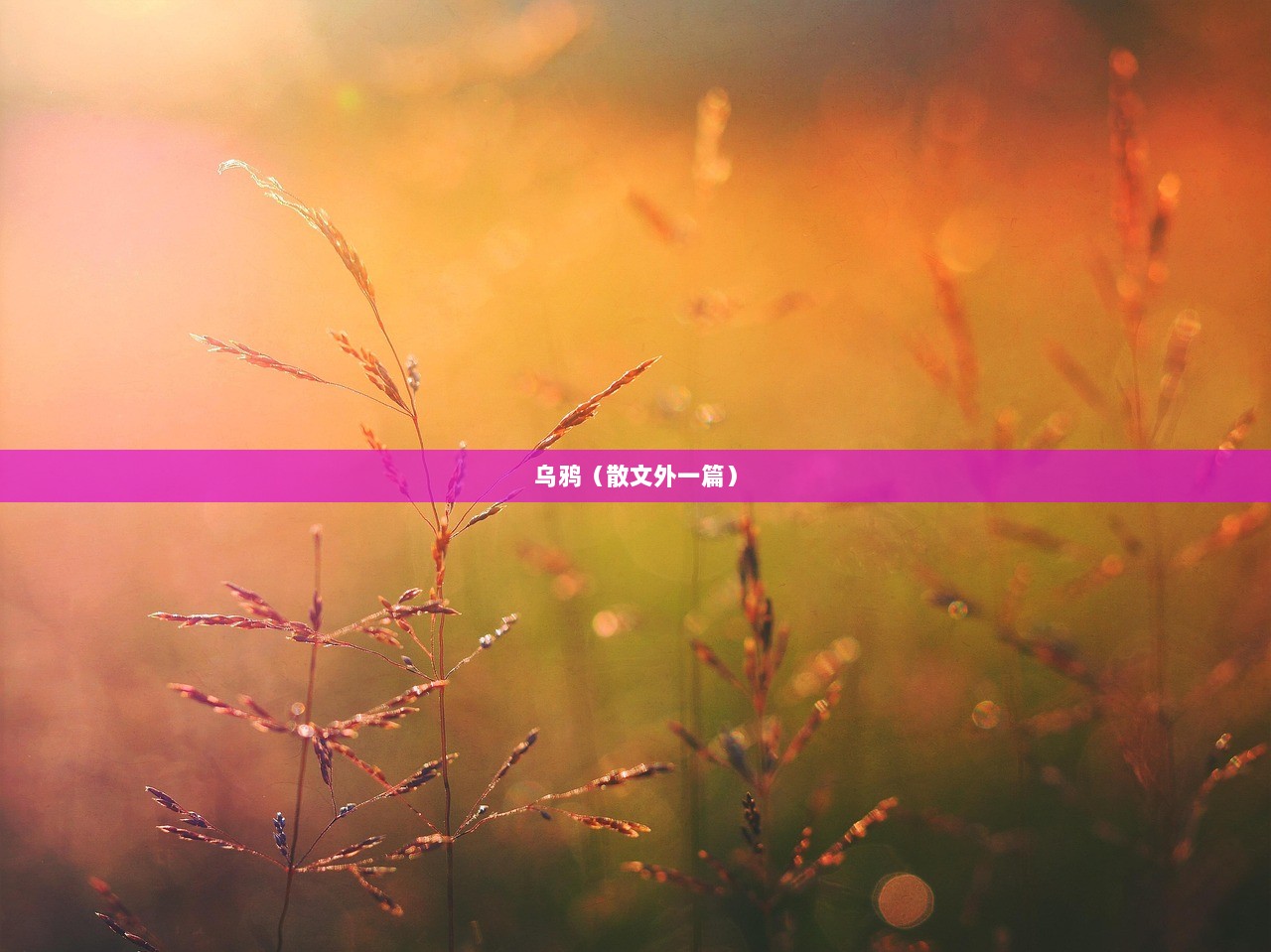 乌鸦（散文外一篇）