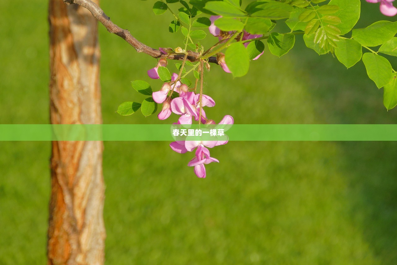 春天里的一棵草  第1张