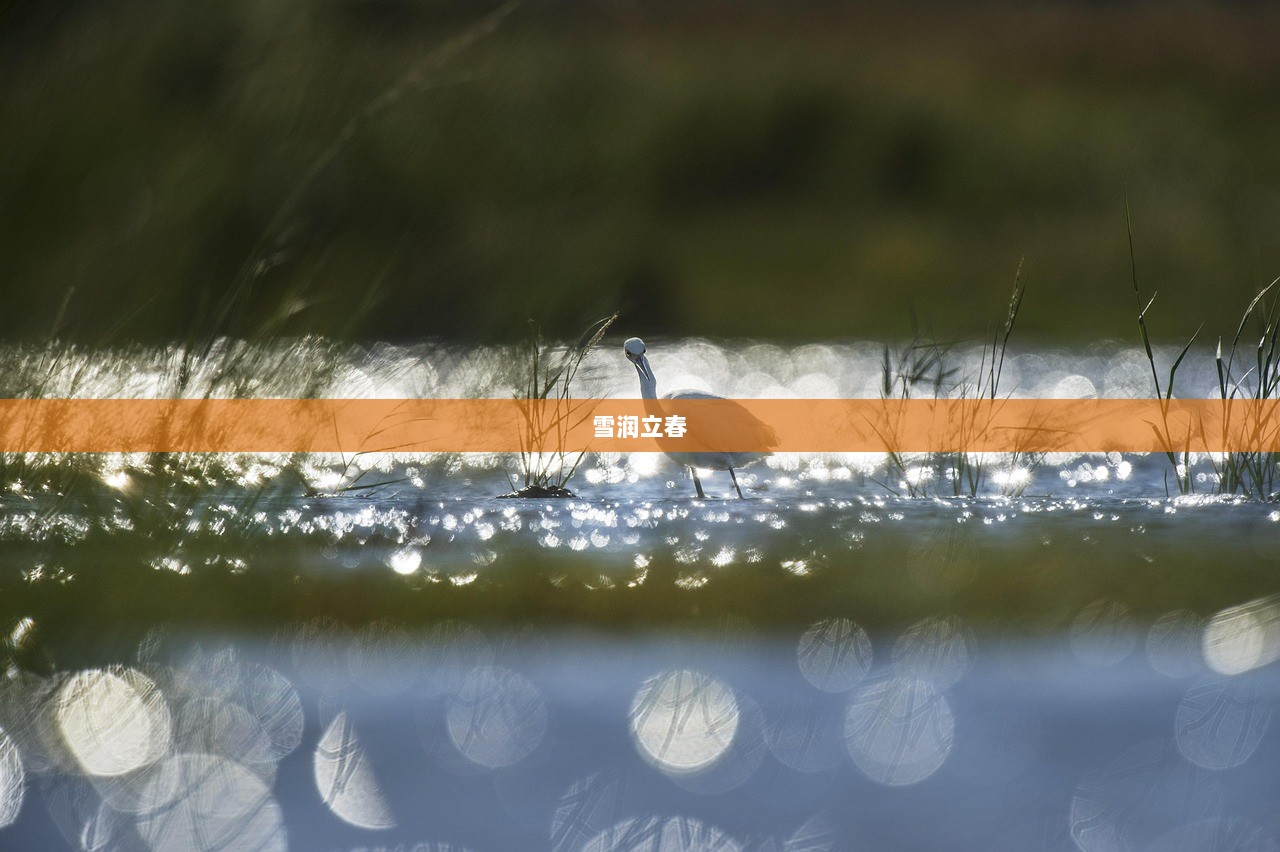 雪润立春  第1张